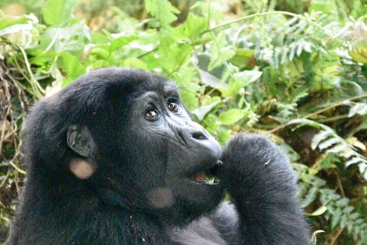 3-Day Gorilla Trek in Uganda: Bwindi Tracking, Lake Bunyonyi & Batwa Culture photo 1