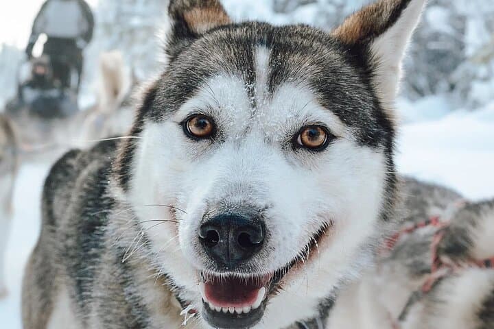 Self-Drive Husky Safari in Rovaniemi — Guided Sled Ride Through Lapland's Winter Forests photo 2
