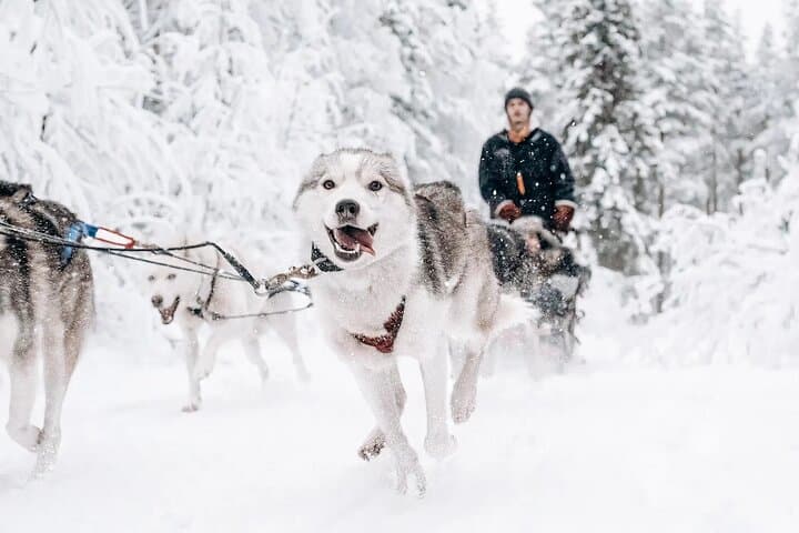 Self-Drive Husky Safari in Rovaniemi — Guided Sled Ride Through Lapland's Winter Forests photo 6