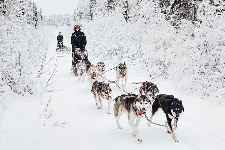 Self-Drive Husky Safari in Rovaniemi — Guided Sled Ride Through Lapland's Winter Forests