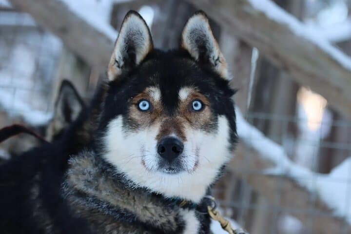 Self-Drive Husky Safari in Rovaniemi — Guided Sled Ride Through Lapland's Winter Forests photo 5