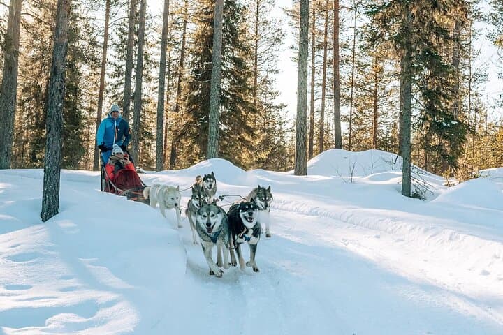 Self-Drive Husky Safari in Rovaniemi — Guided Sled Ride Through Lapland's Winter Forests photo 3