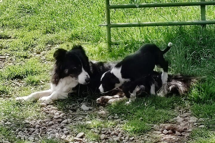 Wicklow, Glendalough & Sheepdog Demonstration: Private Day Tour from Dublin photo 5