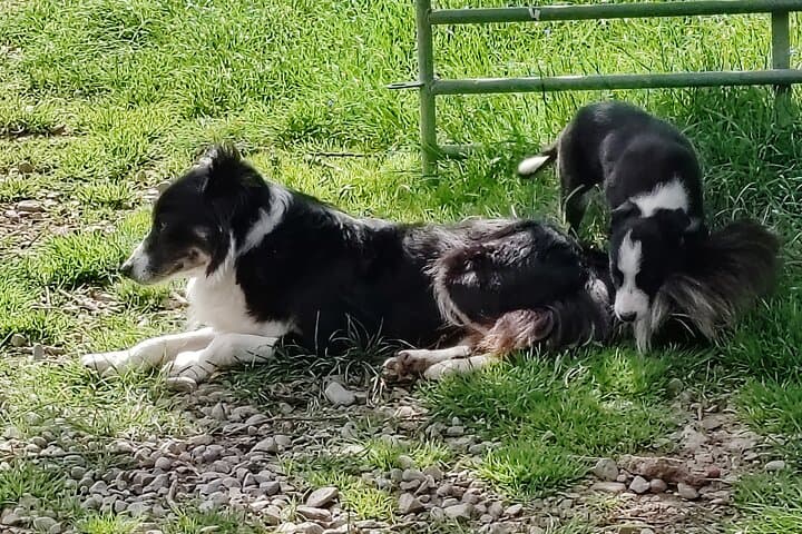Wicklow, Glendalough & Sheepdog Demonstration: Private Day Tour from Dublin photo 6