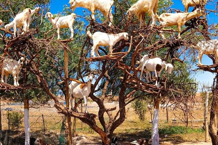 Agadir Morning Excursion: See Goats in Argan Trees, Argan Co-ops & Medina Walk photo 2