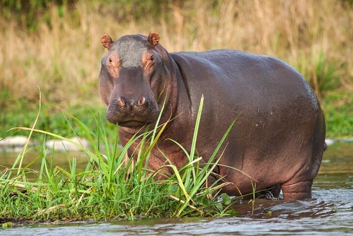 Hluhluwe & iSimangaliso 2-Day Safari from Durban — Big Five Game Drives & St Lucia Estuary Cruise photo 5