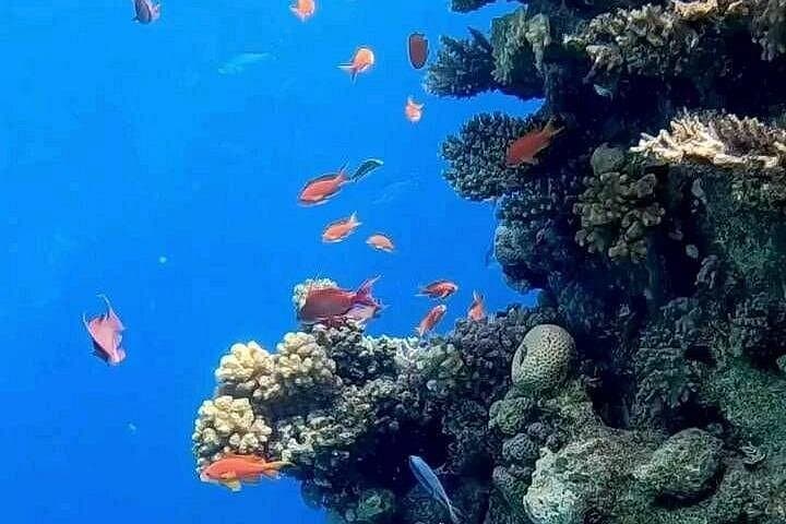 Snorkel Ras Mohammed & White Island: Red Sea Day Trip from Sharm El-Sheikh photo 4