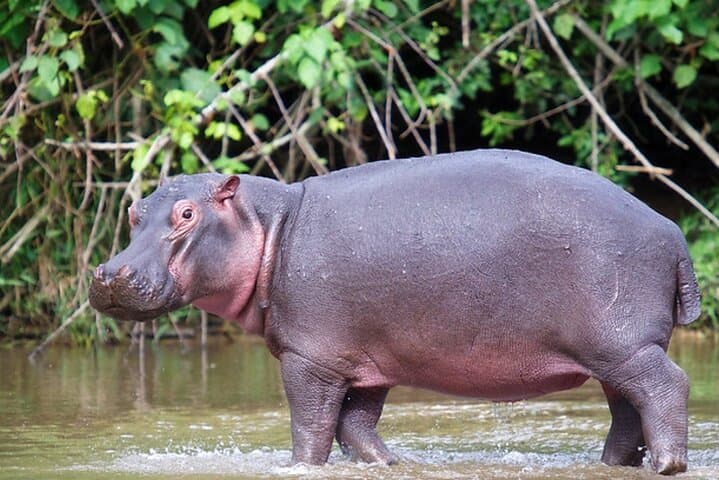 Half-Day Safari from Durban — Tala Game Reserve & Natal Park Wildlife Drive photo 5