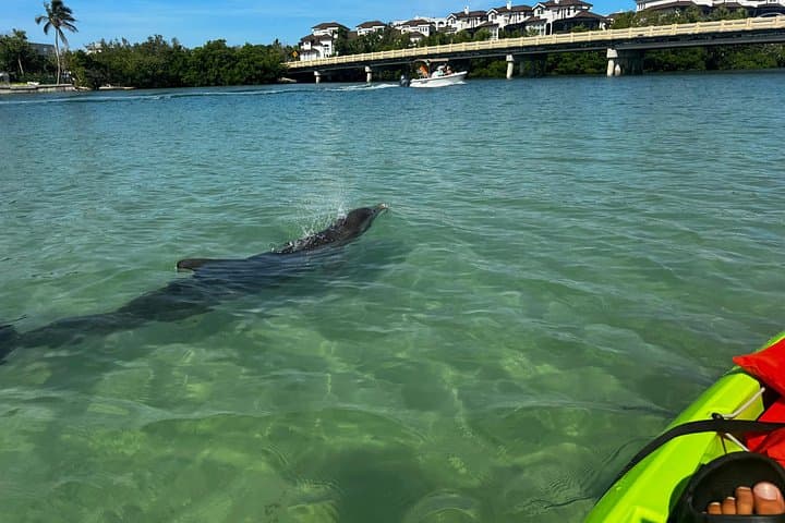 Clear Kayak Rentals at Big Hickory Island — Self-Guided EcoTour in Bonita Springs photo 4