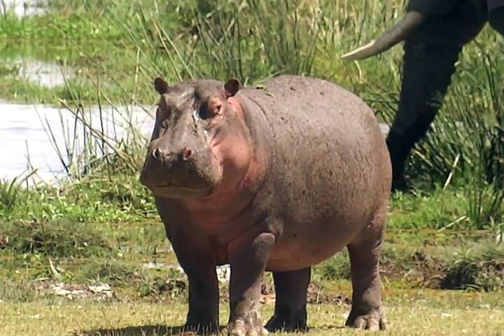 2-Day Hluhluwe–iSimangaliso Safari from Durban: Big Five, Hippos & Estuary Cruise photo 6