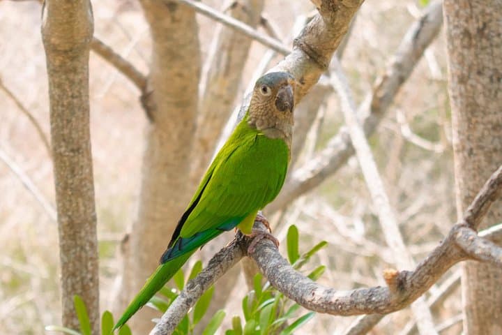 Barú Island National Aviary: Birdwatching and Biodiversity Tour from Cartagena photo 4