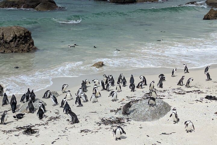 Cape Point & Seal Island Full-Day: Penguins, Cliffs and Two Oceans photo 2