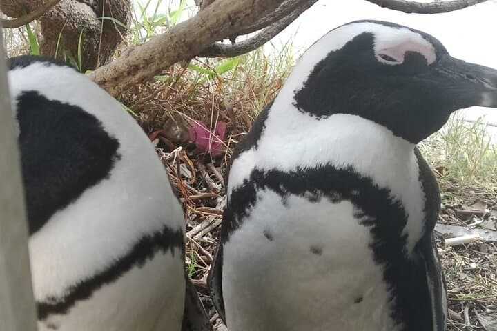 Cape Point & Seal Island Full-Day: Penguins, Cliffs and Two Oceans photo 4