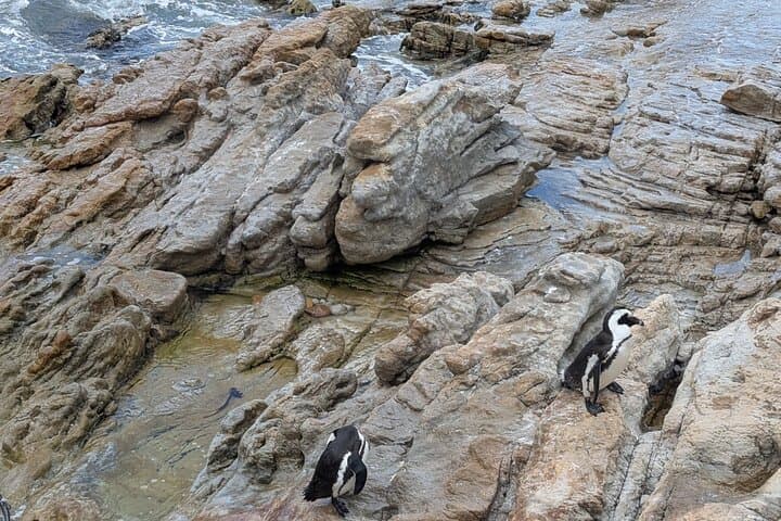 Cape Point & Seal Island Full-Day: Penguins, Cliffs and Two Oceans photo 6