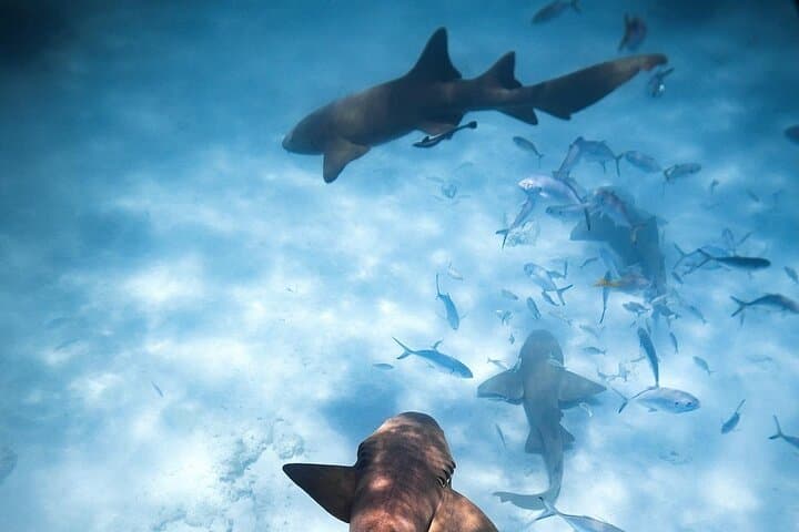 Private Half-Day Shark Snorkel Tour in Puerto Rico with a Marine Biologist photo 2