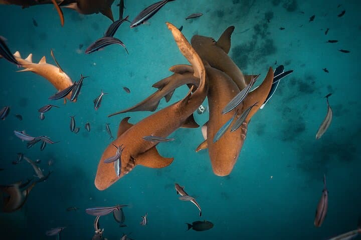 Private Half-Day Shark Snorkel Tour in Puerto Rico with a Marine Biologist photo 3