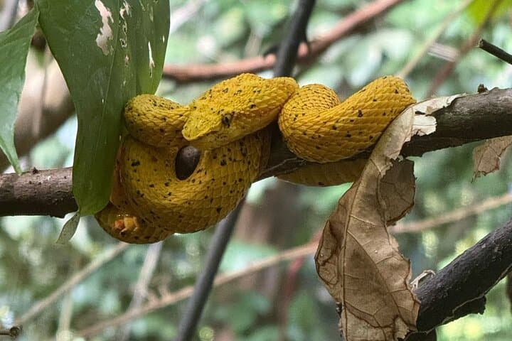 Night Wildlife Walk in Tortuguero: Guided Nocturnal Rainforest Adventure