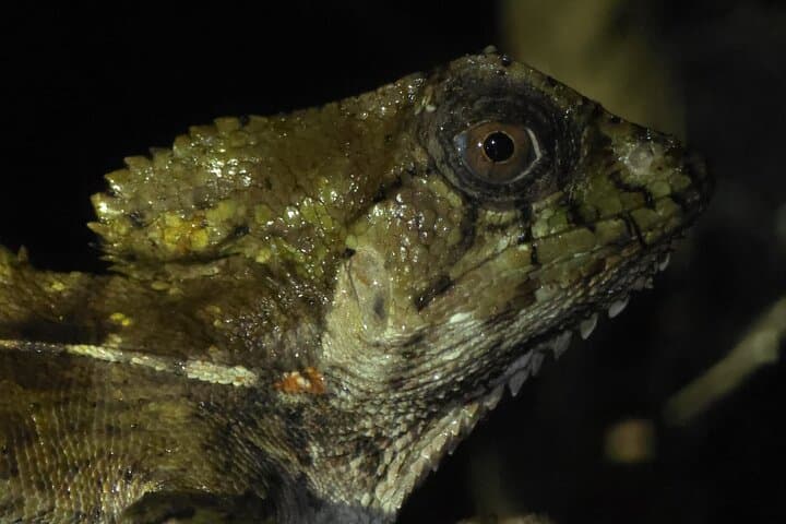 Night Wildlife Walk in Tortuguero: Guided Nocturnal Rainforest Adventure photo 3