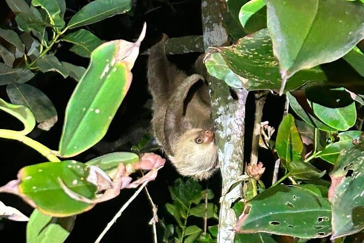 Night Wildlife Walk in Tortuguero: Guided Nocturnal Rainforest Adventure photo 4