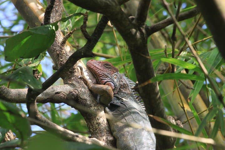 Damas Island Mangrove Kayak Adventure — Quiet Paddles Through Costa Rica’s Mangrove Tunnels photo 3