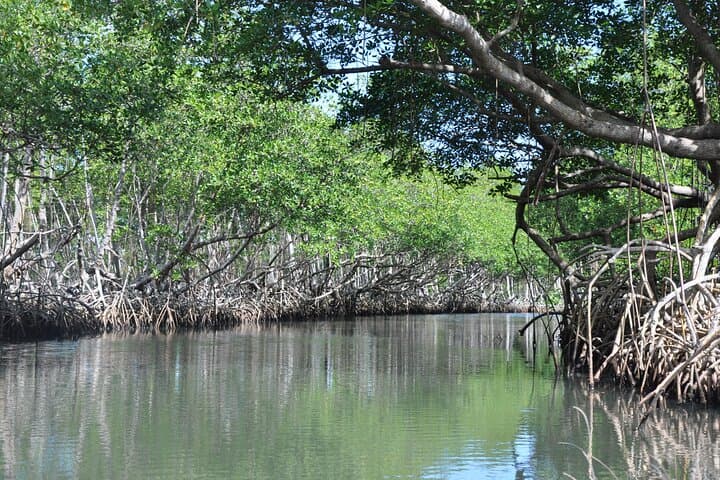 Damas Island Mangrove Kayak Adventure — Quiet Paddles Through Costa Rica’s Mangrove Tunnels photo 2