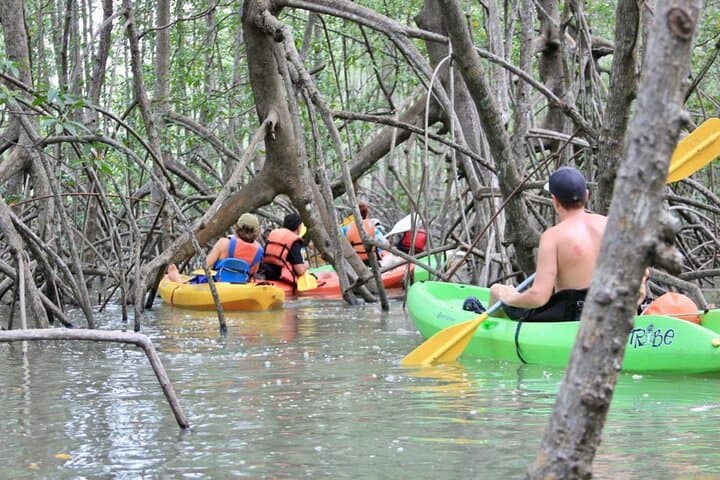 Damas Island Mangrove Kayak Adventure — Quiet Paddles Through Costa Rica’s Mangrove Tunnels