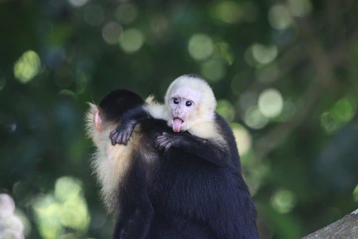 Damas Island Mangrove Kayak Adventure — Quiet Paddles Through Costa Rica’s Mangrove Tunnels photo 4