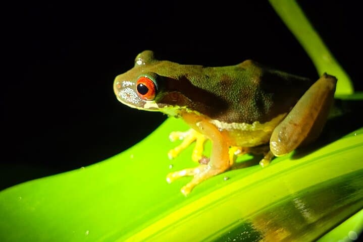 Monteverde Night Forest Walk: See Nocturnal Wildlife on a Guided Night Tour photo 2
