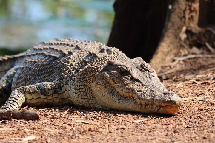 Kakadu Wildlife Escape: Fogg Dam & Crocodile Cruise from Darwin photo 6