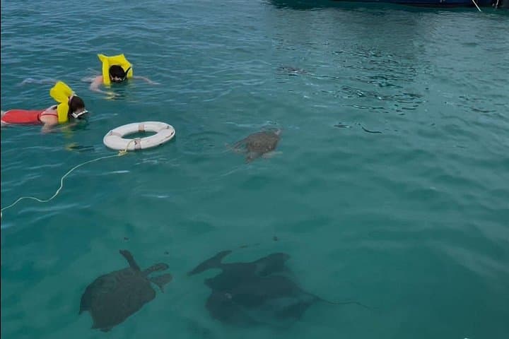 Glass-Bottom Boat Snorkel: Swim with Hawksbill Turtles & Explore Barbados Shipwrecks photo 3