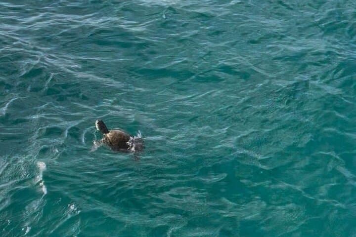 Glass-Bottom Boat Snorkel: Swim with Hawksbill Turtles & Explore Barbados Shipwrecks photo 4