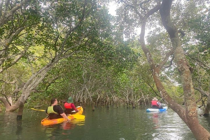 Raby Bay Wildlife Kayak Tour: Dugongs, Turtles & Mangrove Paddling Near Brisbane