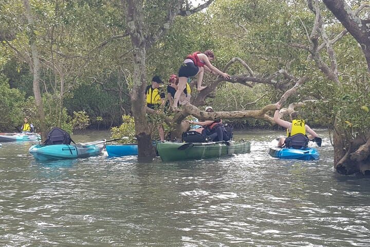 Moreton Bay Guided Kayak Adventure: Paddle Mangroves, Reefs & Island Escapes photo 4