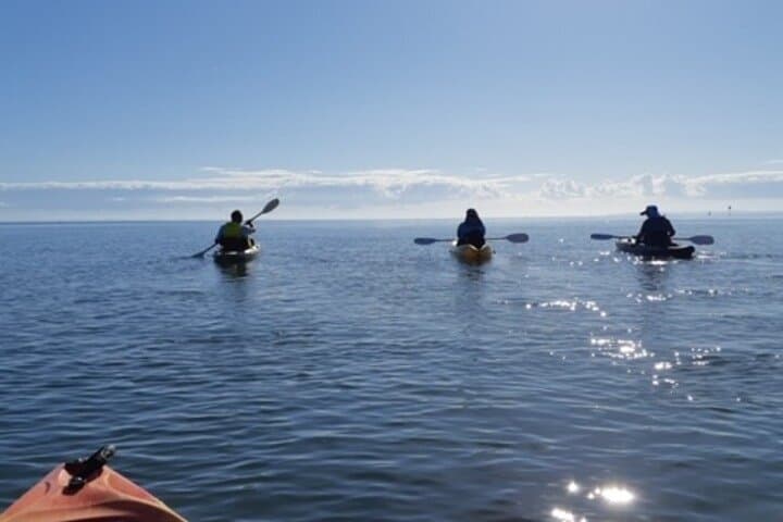 Moreton Bay Guided Kayak Adventure: Paddle Mangroves, Reefs & Island Escapes photo 2