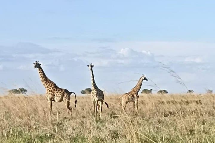 Mikumi Day Safari from Zanzibar — Flight, Full-Day Game Drive & Picnic photo 2