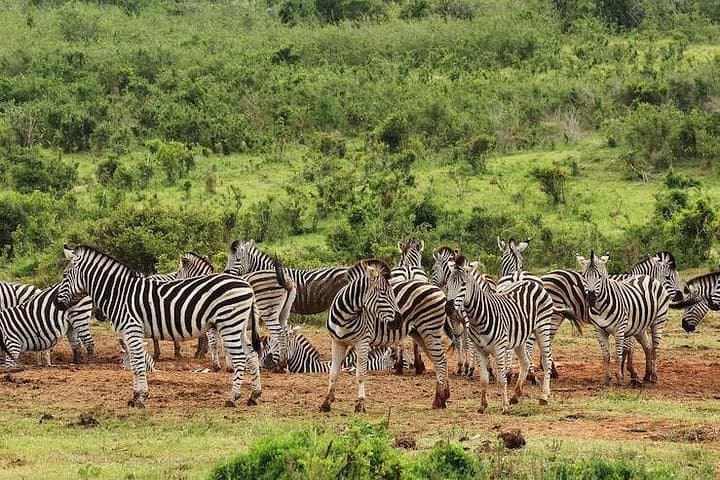 Mikumi Day Safari from Zanzibar — Flight, Full-Day Game Drive & Picnic photo 3