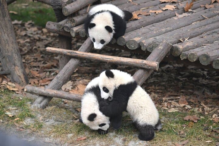 Chengdu Panda Base and Leshan Giant Buddha: Private Day Tour photo 2