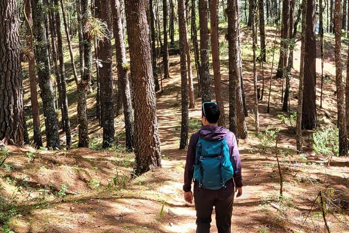 Cuajimoloyas Private Hiking: Sierra Norte Forest, Suspension Bridge & Local Cuisine photo 4