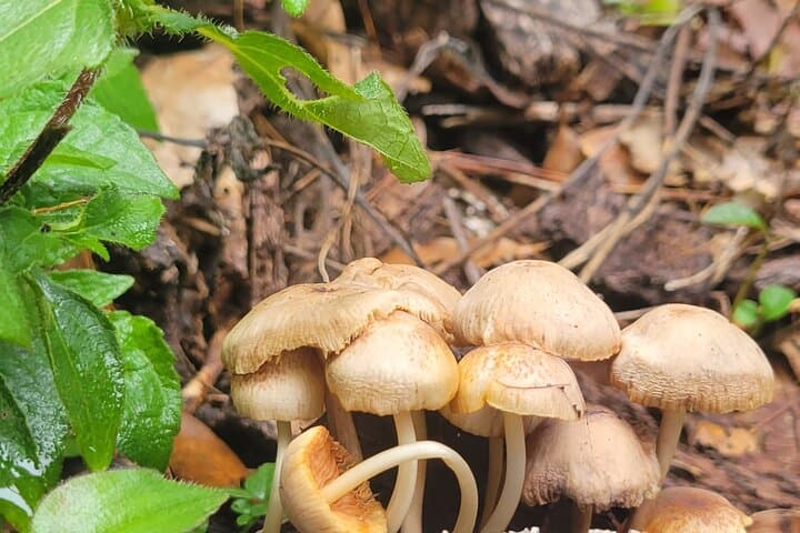 Cuajimoloyas Private Hiking: Sierra Norte Forest, Suspension Bridge & Local Cuisine photo 6