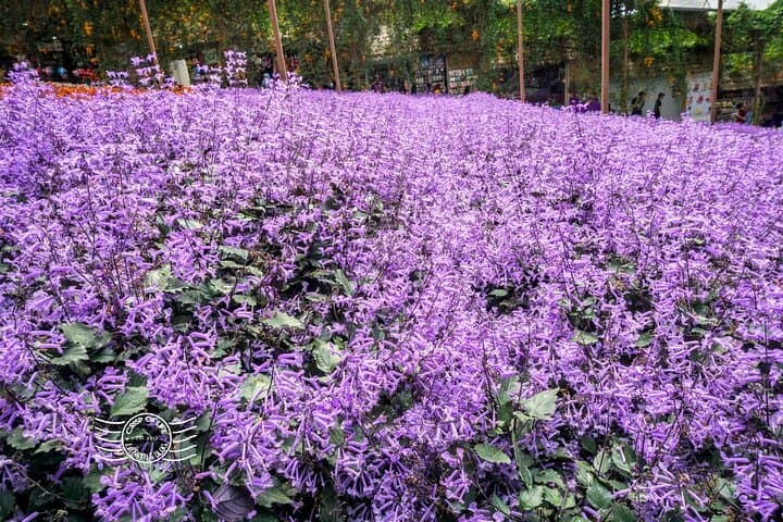 Full-Day Cameron Highlands Tour from Ipoh: Tea Plantations, Markets & Waterfalls photo 4