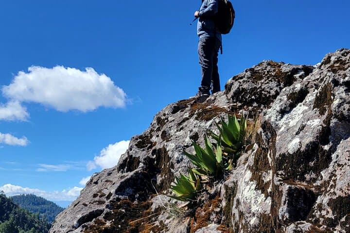 Cuajimoloyas Private Hiking: Sierra Norte Forest, Suspension Bridge & Local Cuisine