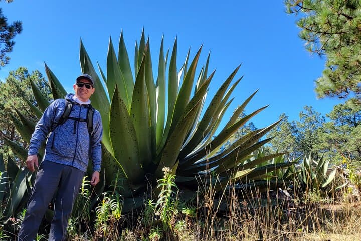 Cuajimoloyas Private Hiking: Sierra Norte Forest, Suspension Bridge & Local Cuisine photo 2