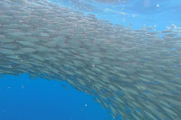 Napaling Sardine Run & Bohol Countryside Tour: Hinagdanan Cave, Loboc River, Chocolate Hills photo 1