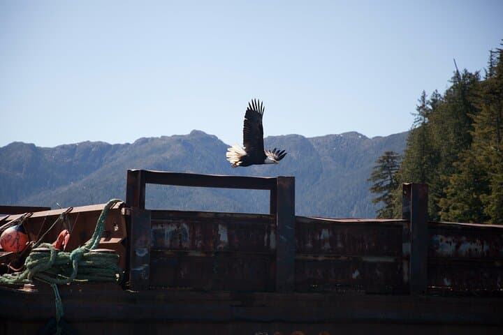 Exploring Ketchikan’s Ward Cove: Lighthouse, Totems, and Eagles Adventure