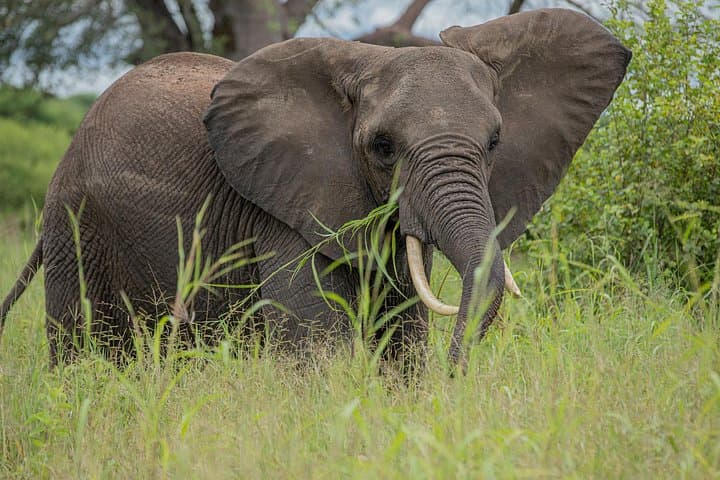 3-Day Serengeti and Ngorongoro Safari from Arusha — Group Camping Game Drives photo 2