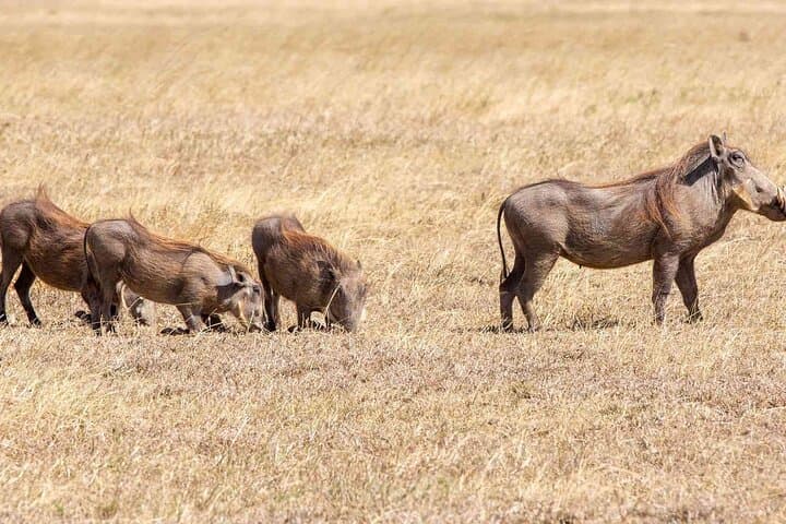 Livingstone Game Drive and White Rhino Walk Tracking at Mosi-oa-Tunya
