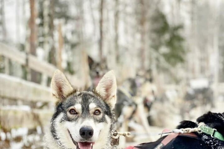Arctic Huskies & Reindeer Farm Visit in Rovaniemi — Morning Sleigh Rides and Local Stories photo 5