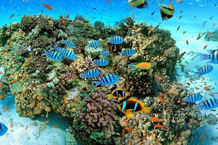 Snorkel Ras Mohammed & White Island: Red Sea Day Trip from Sharm El-Sheikh photo 3
