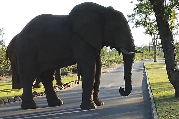 Livingstone Game Drive and White Rhino Walk Tracking at Mosi-oa-Tunya photo 2