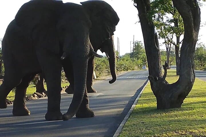 Livingstone Game Drive and White Rhino Walk Tracking at Mosi-oa-Tunya photo 3